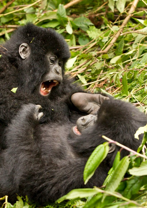 mountain gorilla