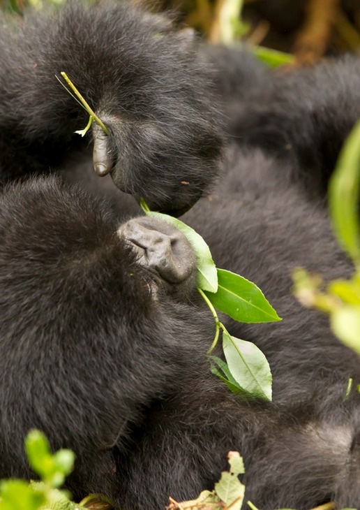 mountain gorilla