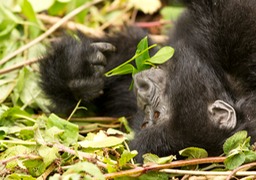 mountain gorilla