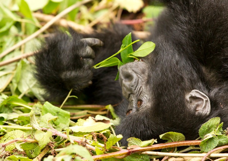 mountain gorilla