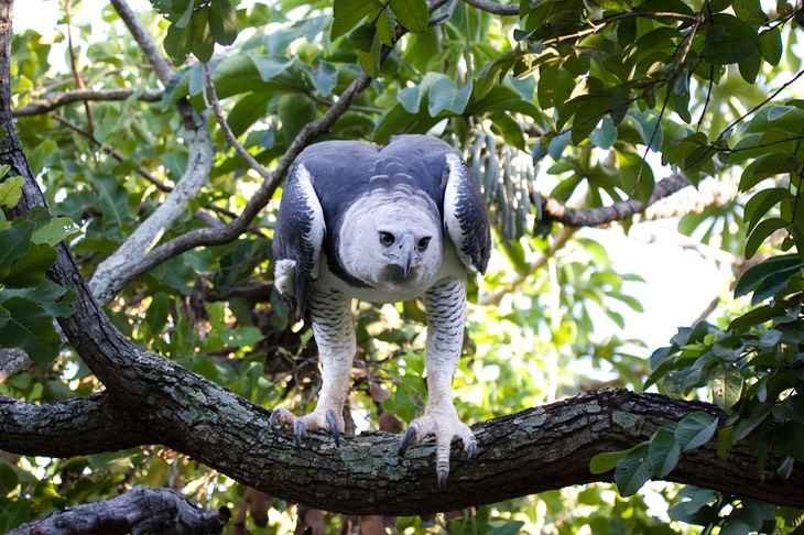 harpy eagle