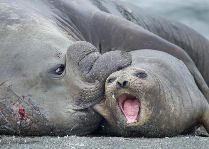 southern elephant seal