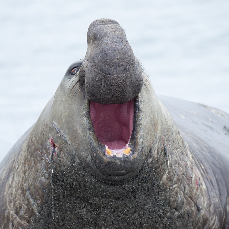 southern elephant seal