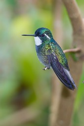 white throated mountan gem