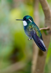 white throated mountan gem