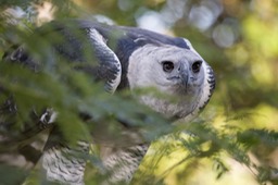 harpy eagle