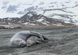 southern elephant seal