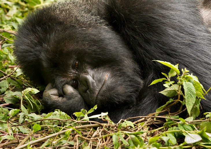 mountain gorilla