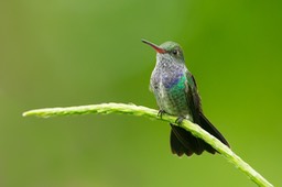 sapphire spangled emerald