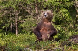 brown bear