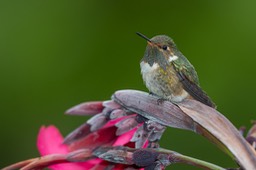 volcano hummingbird