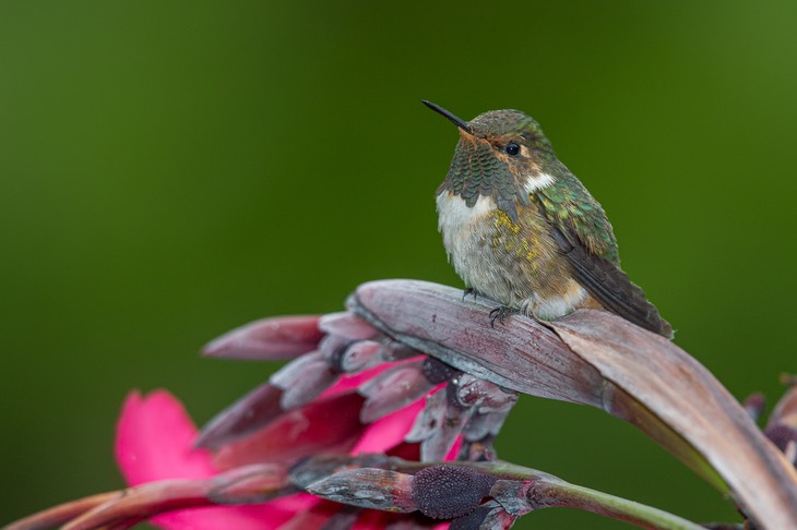 volcano hummingbird