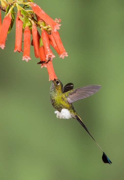 booted racket tail