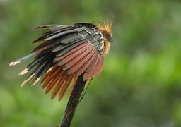 hoatzin