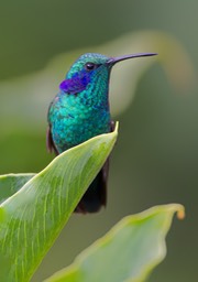 green violetear