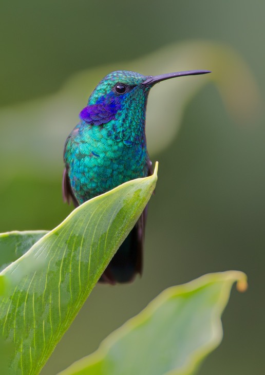 green violetear