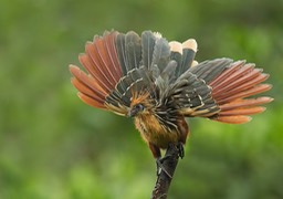 hoatzin