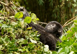 mountain gorilla