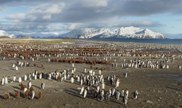 king penguin