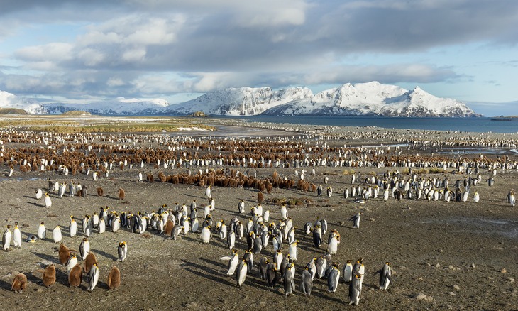 king penguin