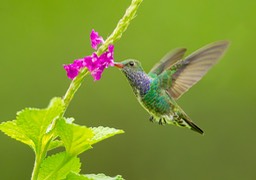 sapphire spangled emerald