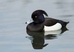 tufted duck