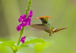 rufous crested coquette