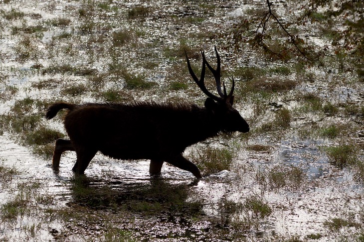 sambar