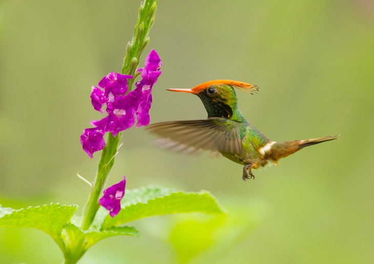 rufous creted coquette