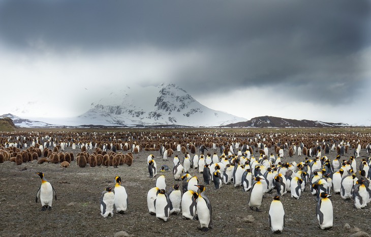 king penguin