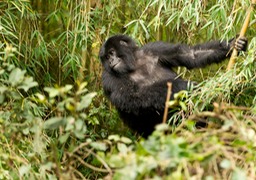 mountain gorilla