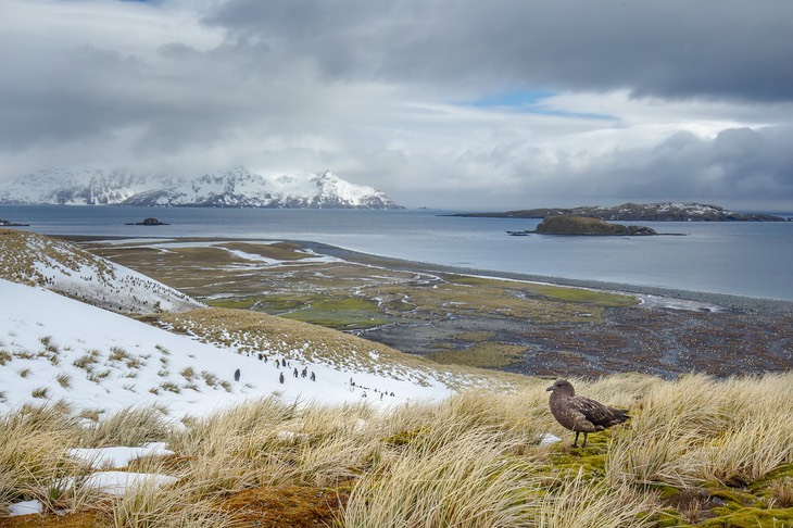 brown skua