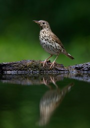 song thrush