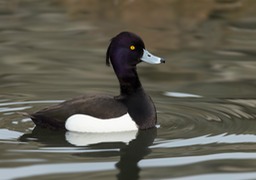 tufted duck