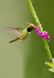 rufous crested coquette