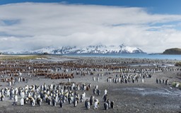 king penguin