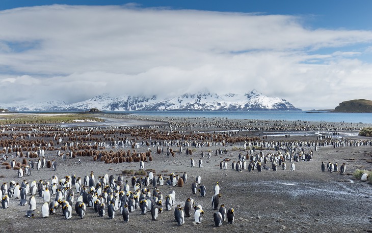 king penguin