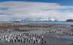 king penguin