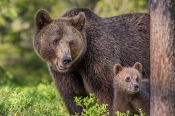 brown bear