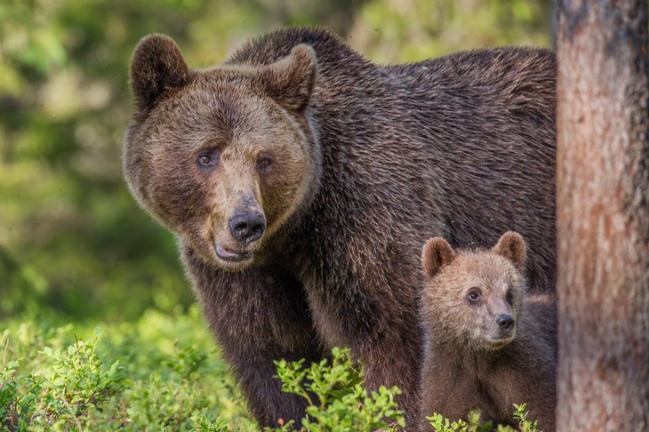 brown bear