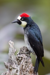 acorn woodpecker