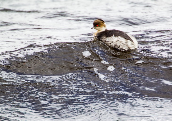 silvery grebe