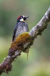 acorn woodpecker