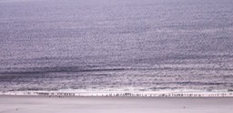 gentoo penguin