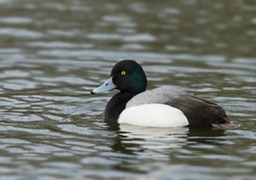 scaup