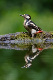 great spotted woodpecker