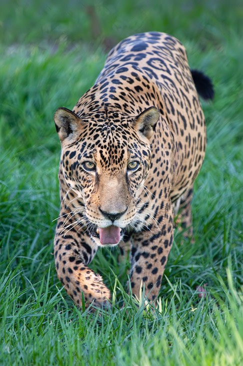 jaguar