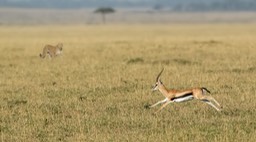 thompson's gazelle