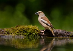 hawfinch