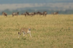 cheetah